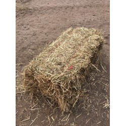 2021 Conventional Rye Grass